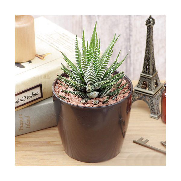 楽天市場 十二の巻 ジュウニノマキ ハオルチア属 多肉植物 9cmポット観葉植物 雑貨 おすすめ インテリア 暮らし ハオルシア Haworthia サボテン 植物 多肉植物専門店 ビスタ