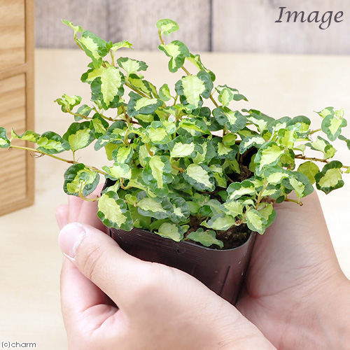 〈人気〉フィカスプミラ　コアラ⑧新品種 フィカス プミラの育て方｜植物図鑑｜HanaPrime（ハナプライム）