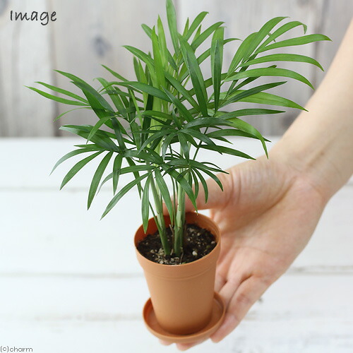 楽天市場 観葉植物 テーブルヤシ ２号ロング １鉢 受け皿無し Charm 楽天市場店