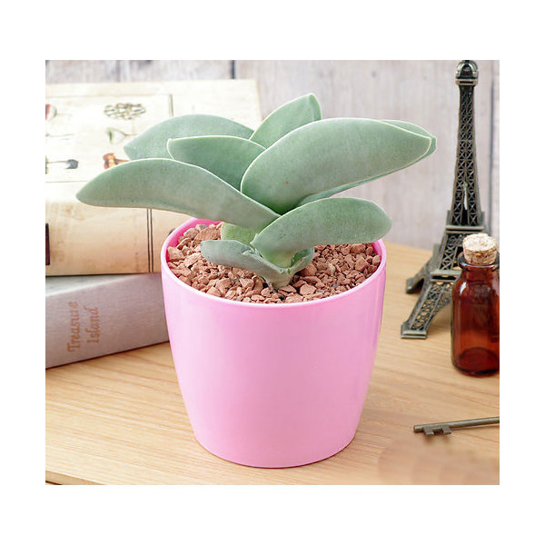 楽天市場】（観葉植物）フィカス プミラ コアラ 3号（1ポット