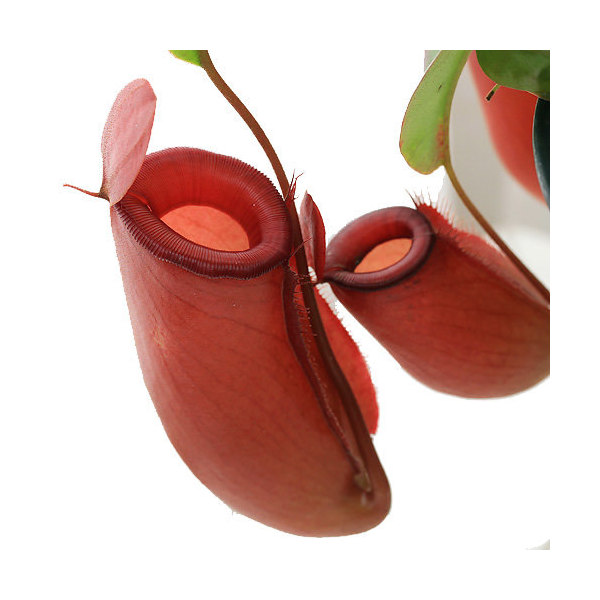 （食虫植物）ウツボカズラ　ネペンテス　レディラック　吊り鉢タイプ　５号（１鉢）