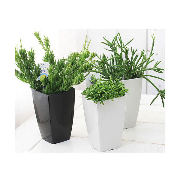 観葉植物 リプサリス 2 970円 吊り鉢タイプ 品種おまかせ １鉢 ４号 有名な 品種おまかせ