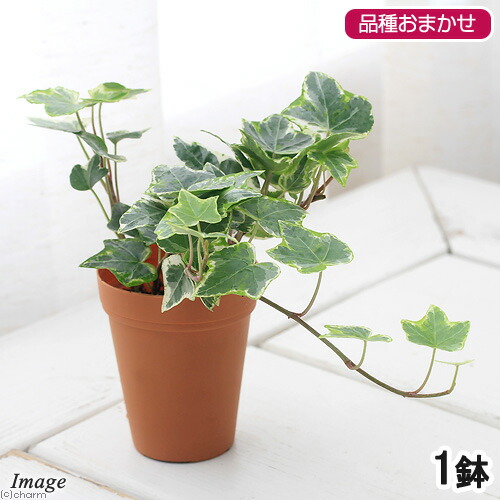 楽天市場 観葉植物 ヘデラ アイビー 品種おまかせ ２号ロング １鉢 Charm 楽天市場店