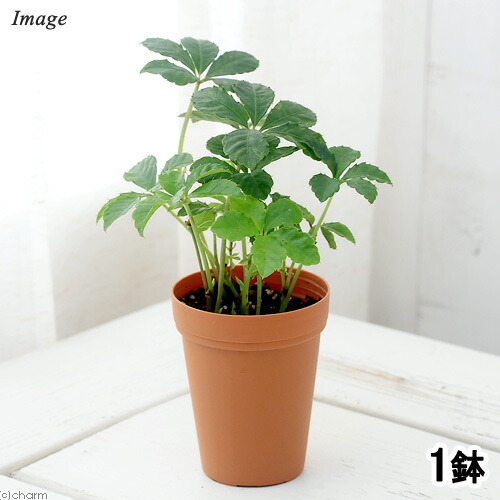 楽天市場 観葉植物 パーセノシッサス シュガーバイン ２号ロング １鉢 北海道冬季発送不可 Charm 楽天市場店