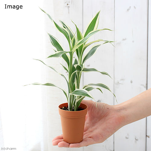 楽天市場 観葉植物 ドラセナ サンデリアーナ ホワイト ２号ロング １鉢 Charm 楽天市場店