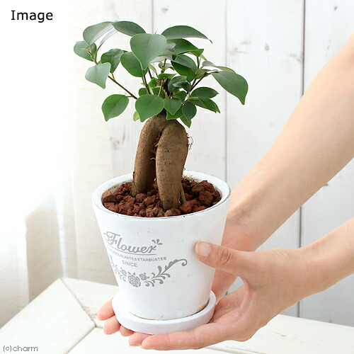 楽天市場 観葉植物 ガジュマル 陶器鉢植え フレグランドラウンドポットｘｓ １鉢 受け皿付き Charm 楽天市場店
