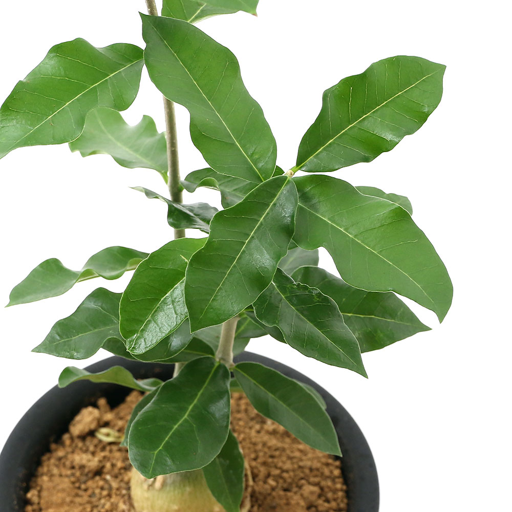 楽天市場 フォッケア エデュリス Fockea Edulis 火星人 現品 観葉植物 観葉 植物 珍奇植物 珍奇 珍しい レア 希少 塊根植物 塊根 コーデックス インテリア 育てやすい おしゃれ かわいい ミニ 小さい おうち時間 グリーン アートプランツ インテリアプランツ