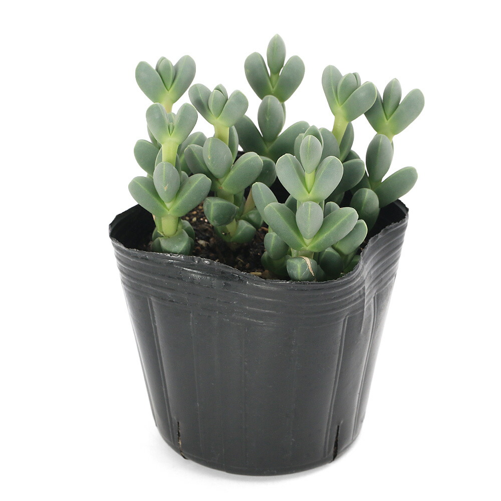 楽天市場】（観葉植物）マザーリーフ（セイロンベンケイソウ） 3号