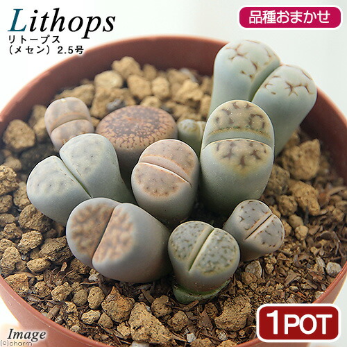 リトープス特集 チャーム