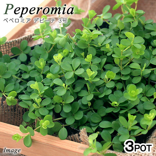 楽天市場 観葉植物 ペペロミア デピーナ ３号 ３ポット Charm 楽天市場店