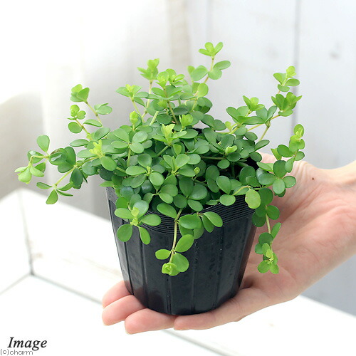 楽天市場 観葉植物 ペペロミア デピーナ ３号 ３ポット Charm 楽天市場店