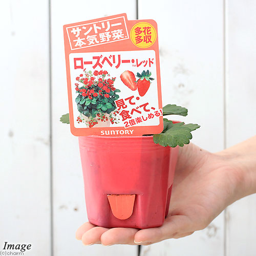 楽天市場 観葉植物 サントリー 野菜苗 イチゴ ローズベリーレッド ３号 １ポット 家庭菜園 Charm 楽天市場店