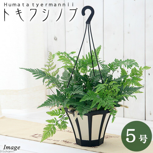 楽天市場 山野草 トキワシノブ 吊り鉢タイプ ５号 １鉢 Charm 楽天市場店