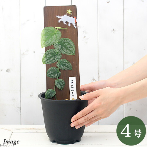 観葉草木 モンステラ デュビア Ag葉モデル サイズ 椀 Foxunivers Com