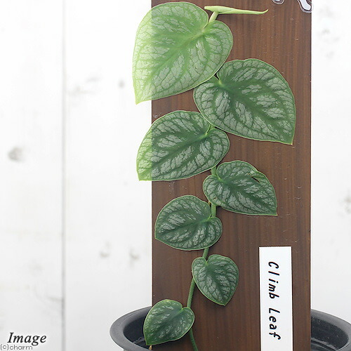 観葉草木 モンステラ デュビア Ag葉モデル サイズ 椀 Foxunivers Com