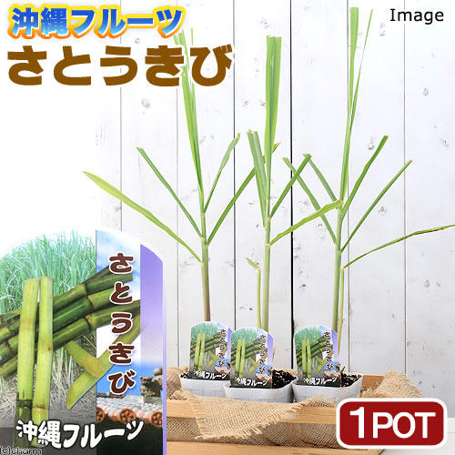 楽天市場 観葉植物 野菜苗 沖縄 サトウキビ ３ ５号 １ポット 家庭菜園 Charm 楽天市場店