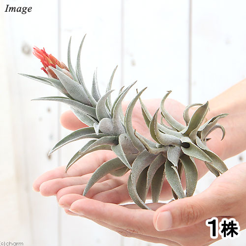 楽天市場 観葉植物 エアープランツ ティランジア エディシアエ lサイズ 1株 沖縄別途送料 Charm 楽天市場店 楽天市場 観葉植物 エアープランツ ティランジア エディシアエ lサイズ 1株 沖縄別途送料 Charm 楽天市場店