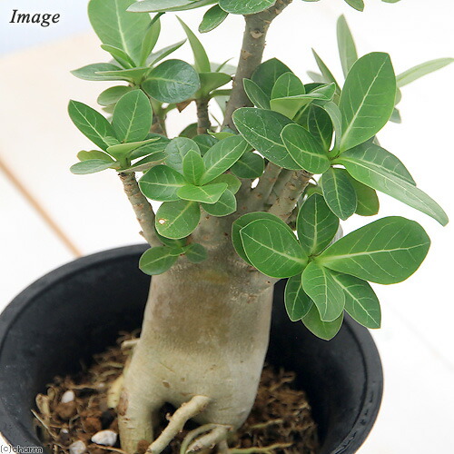 楽天市場 観葉植物 アデニウム バオバブフォーム ４号 １鉢 コーデックス 沖縄別途送料 Charm 楽天市場店