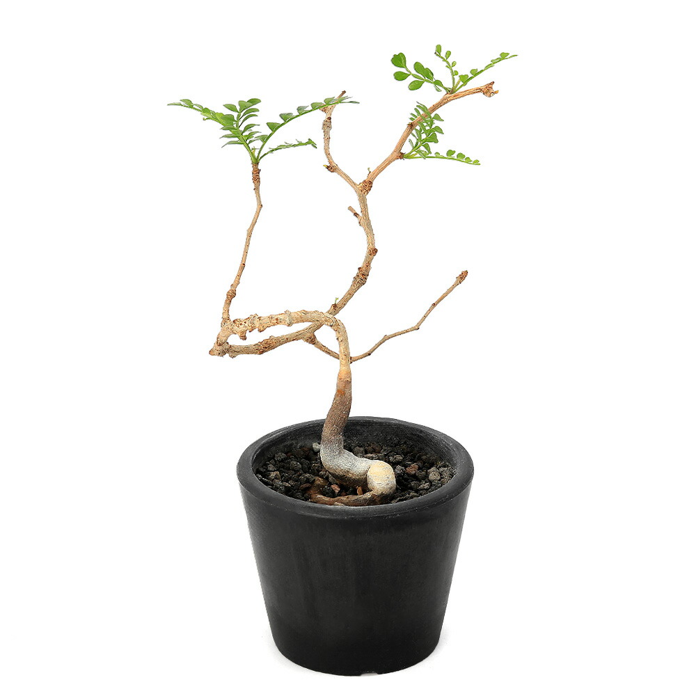 早割クーポン 観葉植物 一点物 オペルクリカリア パキプス 実生株 コーデックス 3号 1鉢 沖縄別途送料 Charm 金魚 キャットフード 店 早割クーポン 観葉植物 一点物 オペルクリカリア パキプス 実生株 コーデックス 3号 1鉢 沖縄別途送料 Charm 金魚 キャットフード 店