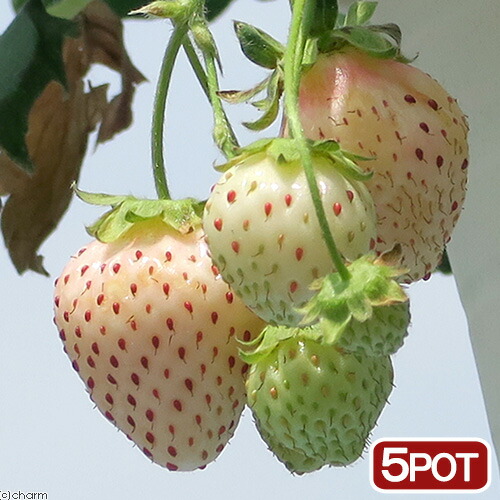 楽天市場 観葉植物 サントリー 野菜苗 イチゴ 白蜜香 ３号 ５ポット 家庭菜園 Charm 楽天市場店