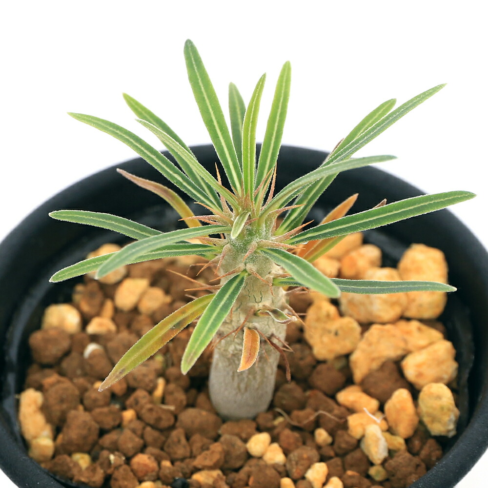 コア様リクエスト トックリラン 50株 トックリラン05】陶器鉢｜観葉植物 – hanna