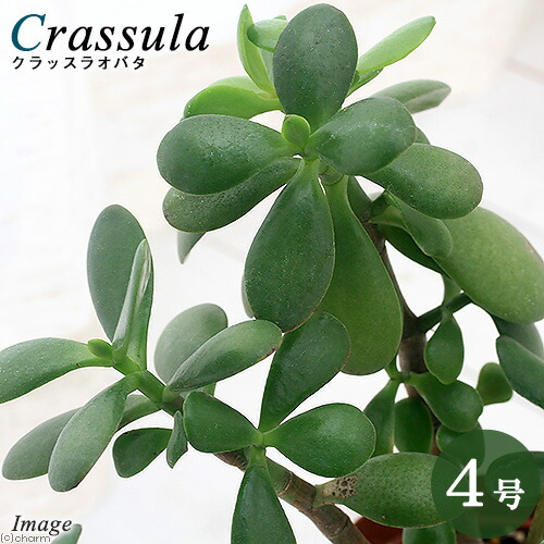 楽天市場 観葉植物 クラッスラ オバタ 挿し木苗 ヴィンテージフォーム ４号 １鉢 Charm 楽天市場店
