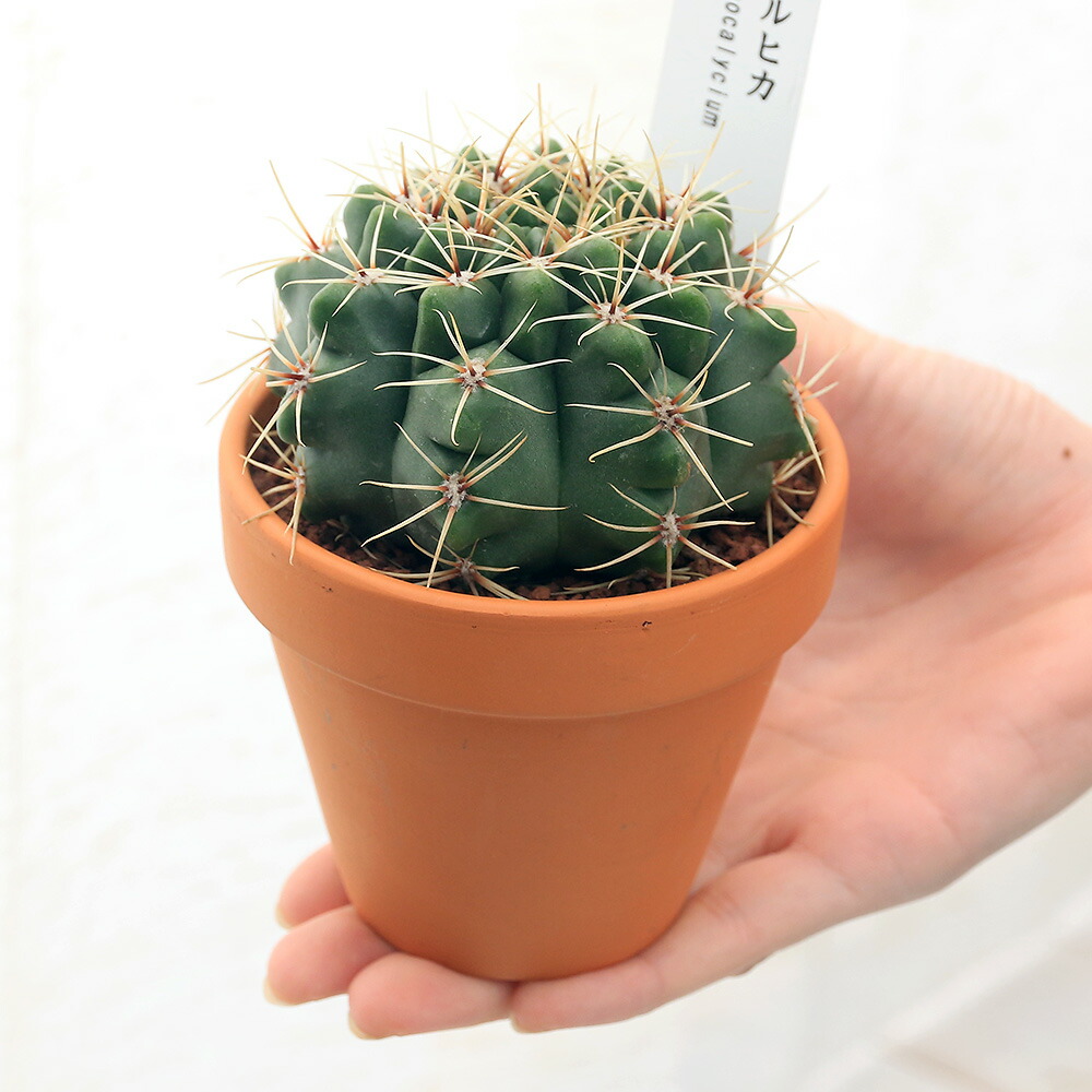 楽天市場 観葉植物 素焼鉢 サボテン ギムノカリキウム ホルヒカ ３号 １鉢 Charm 楽天市場店