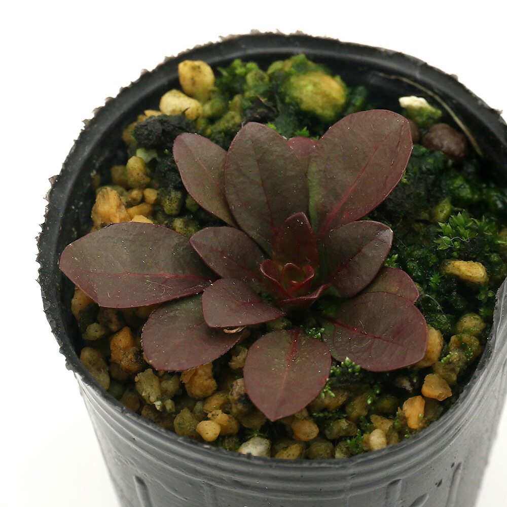 （観葉植物）ビバリウムプランツ　ヒメツキミソウ（姫月見草）　３ｃｍポット（１ポット）　北海道冬季発送不可｜charm 楽天市場店