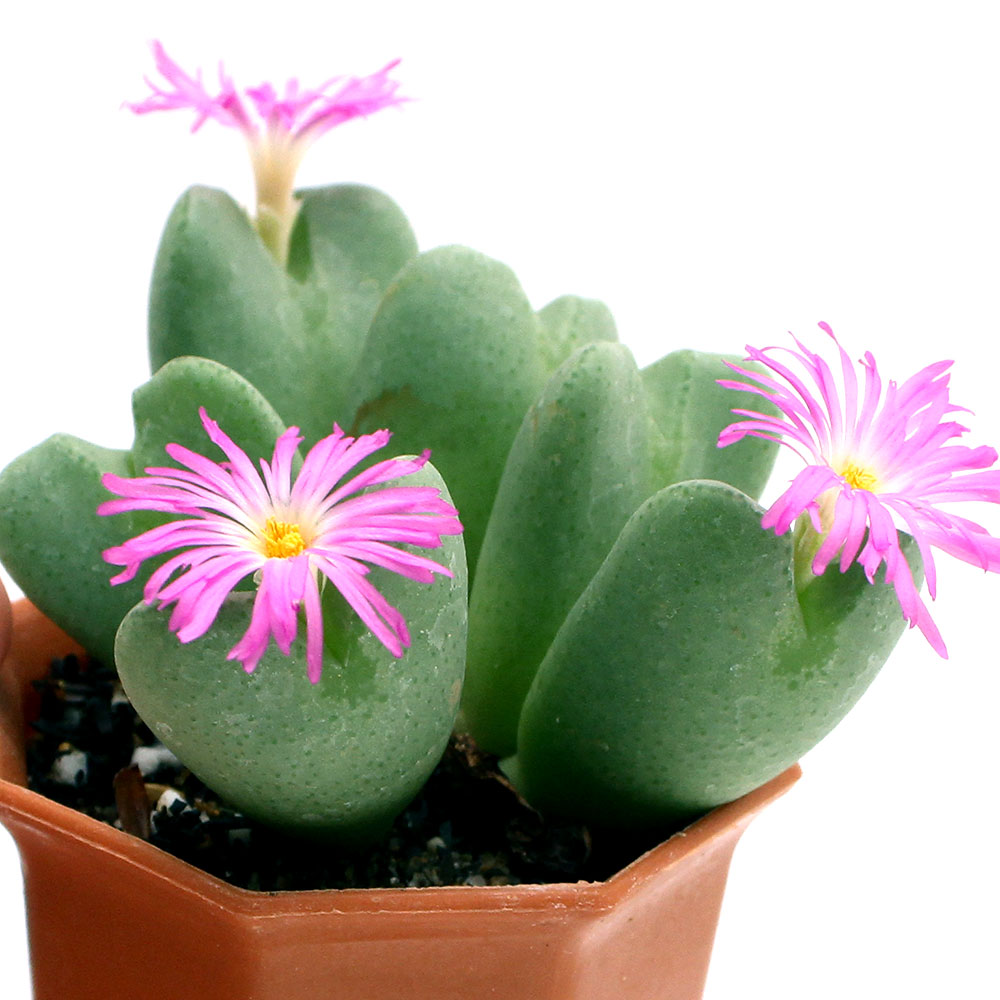 楽天市場 観葉植物 コノフィッツム 紫祝典 ２号 １鉢 Charm 楽天市場店