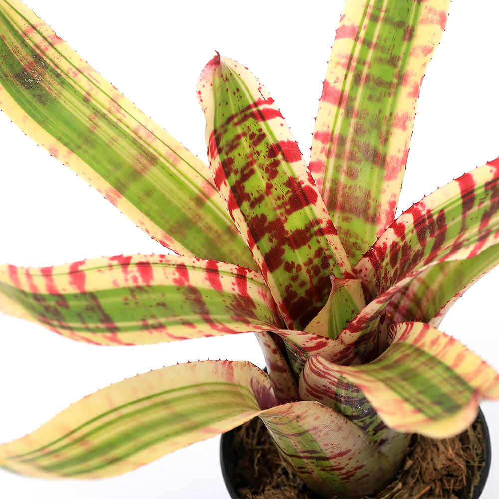 （観葉植物）ブロメリア　ネオレゲリア　ワイルドラビット　２．５～３号（１鉢）