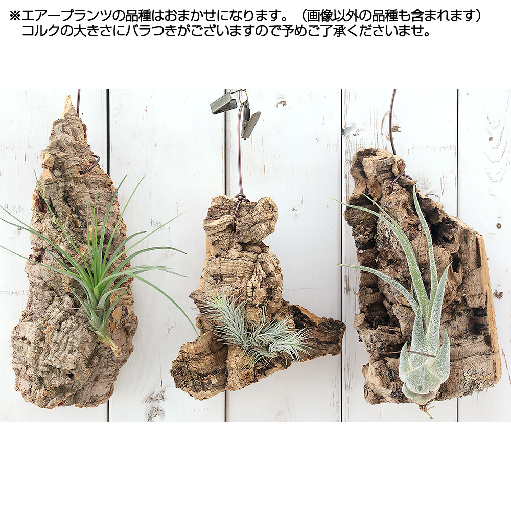 楽天市場 観葉植物 バージンコルクプランツ おまかせエアープランツ １個 北海道冬季発送不可 Charm 楽天市場店