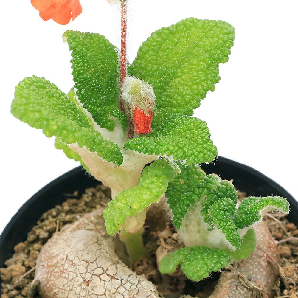 楽天市場】（多肉植物）訳あり品 一点物 ユーフォルビア ツル