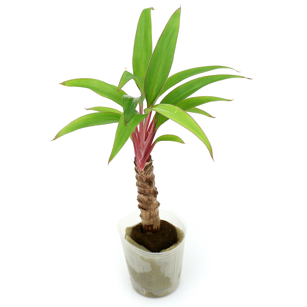 楽天市場 観葉植物 ミニ観葉 オアシス苗 コルディリネ レッドエッジ １苗 Charm 楽天市場店