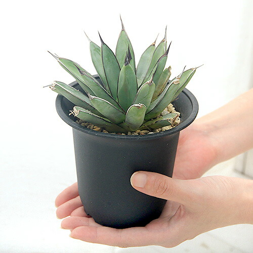 最新情報 観葉植物 アガベ ブルー エンペラー ４号 １株 沖縄別途送料 無料長期保証 Gocarwash Cz