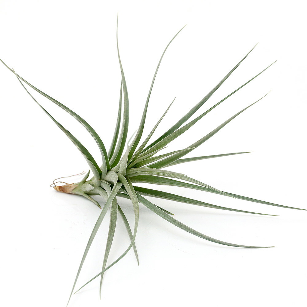 観葉植物 エアープランツ ティランジア アエラントス アルボフローラ 株 Foxunivers Com