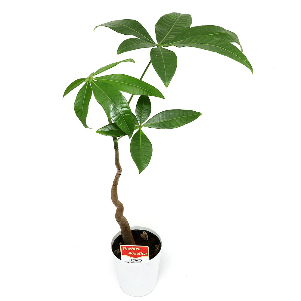 楽天市場】（観葉植物）パキラ 2号ロング（1鉢） : charm 楽天