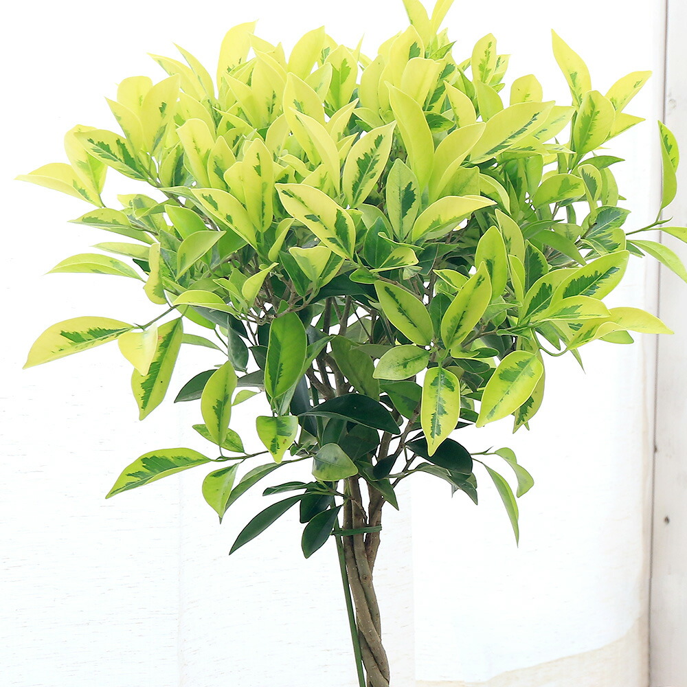 観葉植物 フィカス ベンジャミン ゴールデンまだら 物指し成すこと 号数 碗 Nobhillmusic Com