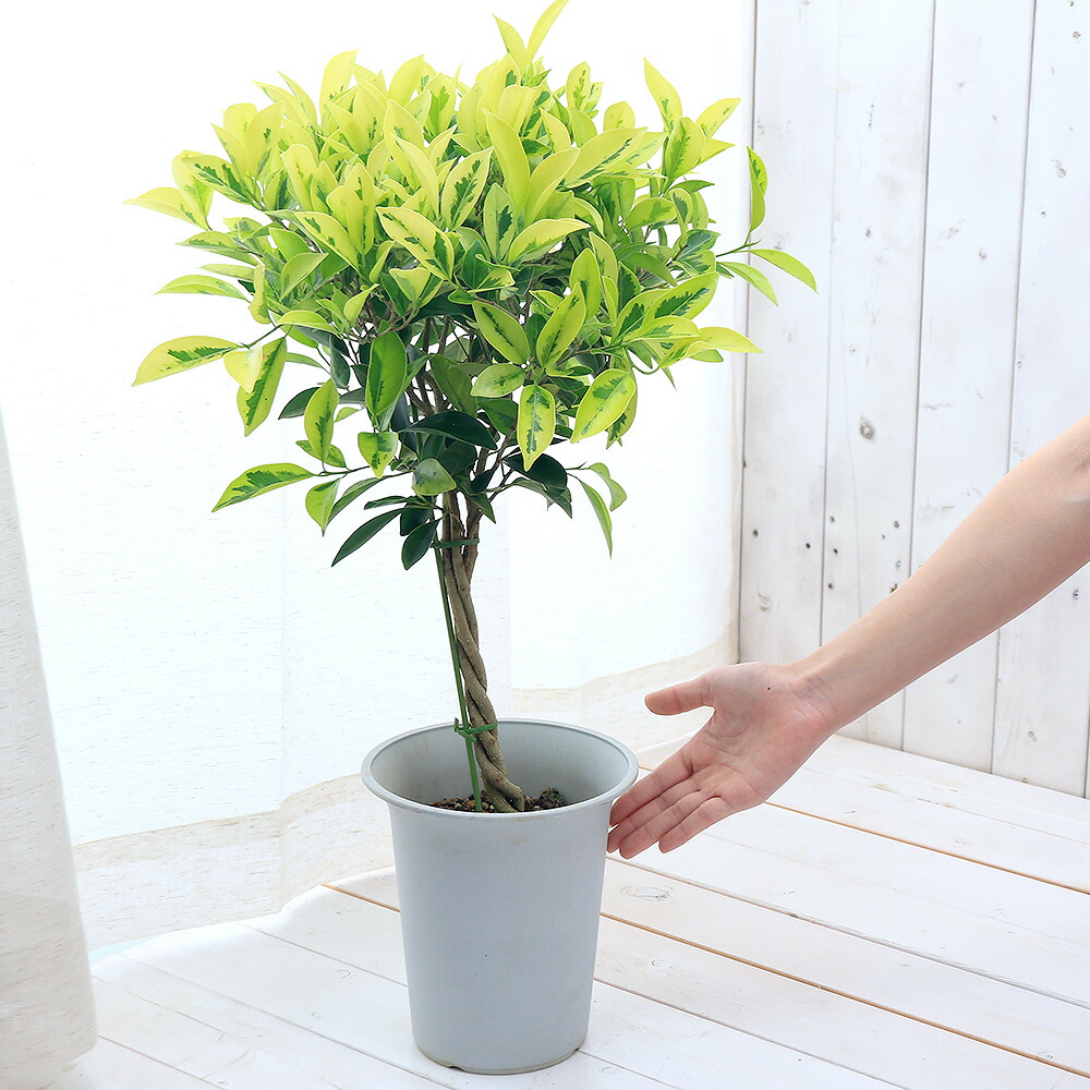 観葉植物 フィカス ベンジャミン ゴールデンまだら 物指し成すこと 号数 碗 Nobhillmusic Com