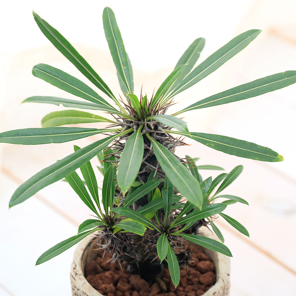 激安人気新品 観葉植物 一点物 パキポディウム ラメリー 分岐株 陶器鉢植え 364757 1鉢 コーデックス 沖縄別途送料 Charm Greenies 花 観葉植物 金魚 店 激安人気新品 観葉植物 一点物 パキポディウム ラメリー 分岐株 陶器鉢植え 364757 1鉢 コーデックス 沖縄別途送料 Charm Greenies 花 観葉植物 金魚 店