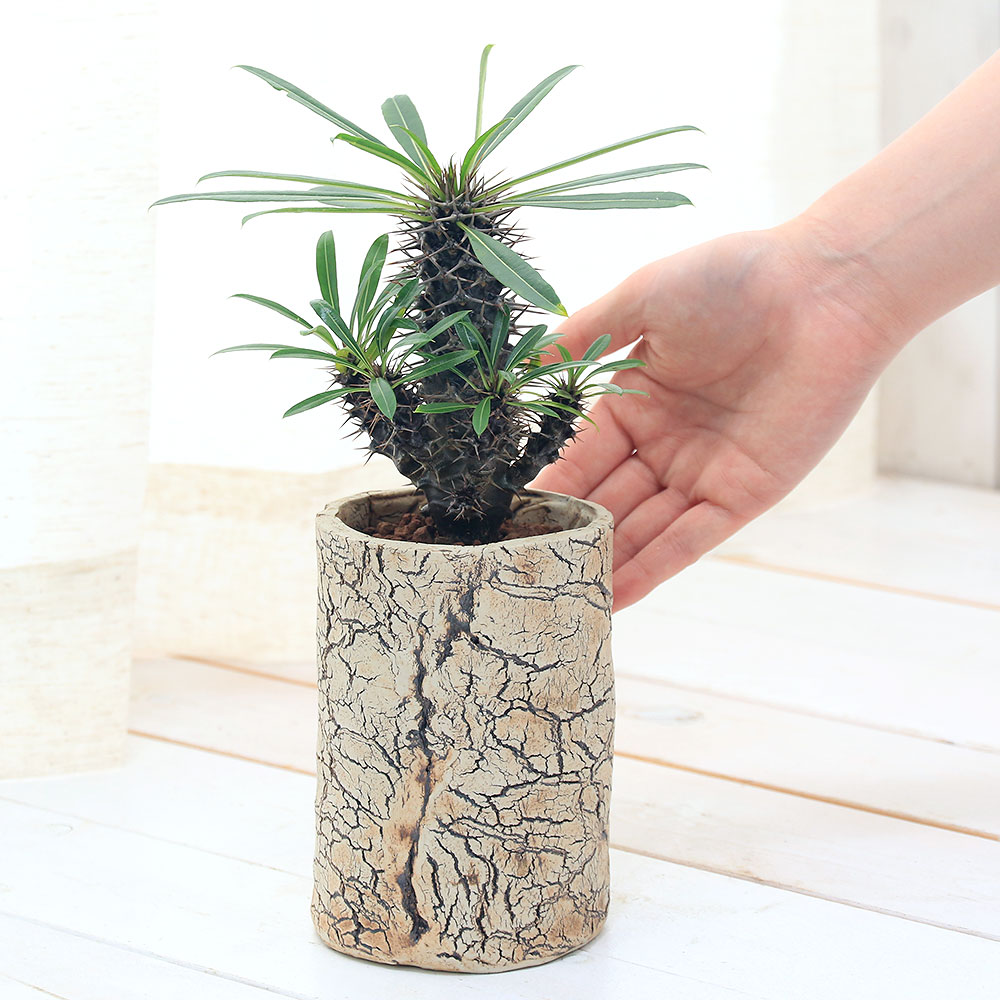 激安人気新品 観葉植物 一点物 パキポディウム ラメリー 分岐株 陶器鉢植え ３６４７５７ １鉢 コーデックス 沖縄別途送料 Charm Greenies 花 観葉植物 金魚 店