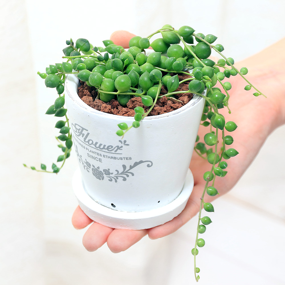 楽天市場 観葉植物 グリーンネックレス 陶器鉢植え フレグランドラウンドポットｘｘｓ １鉢 受け皿付き Charm 楽天市場店