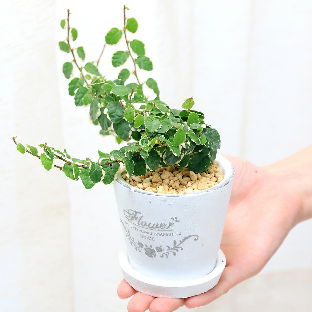 楽天市場 観葉植物 フィカス プミラ サニーホワイト 陶器鉢植え フレグランドラウンドポットｘｘｓ １鉢 受け皿付き Charm 楽天市場店