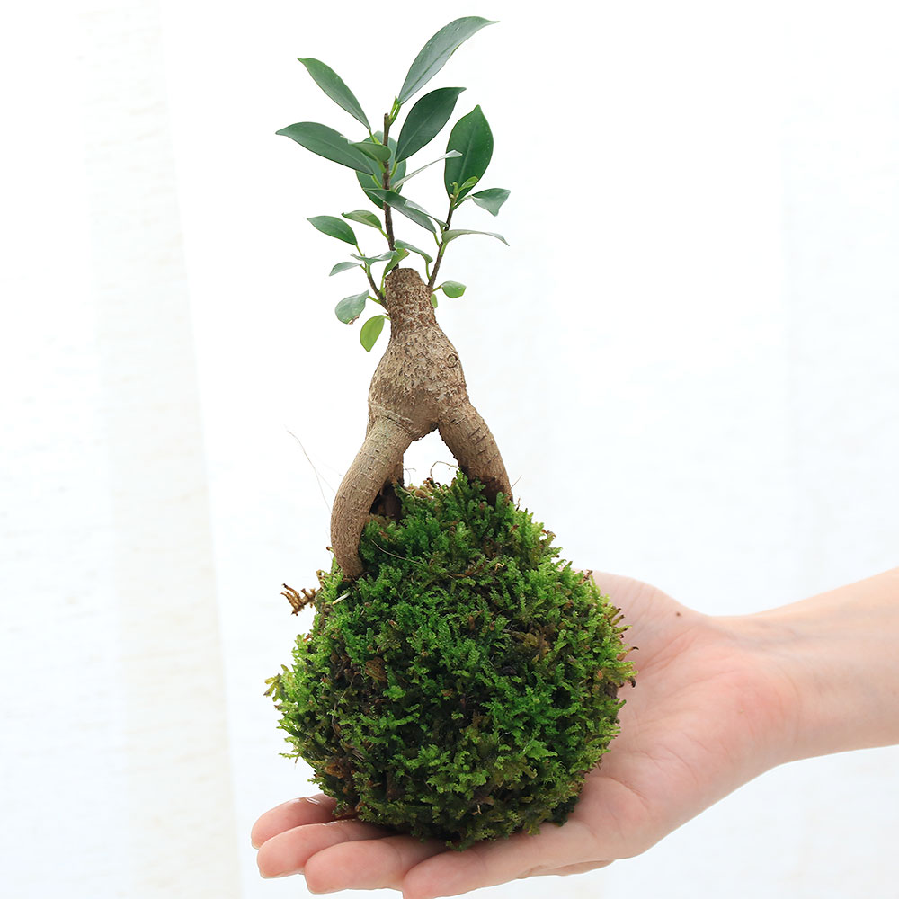 楽天市場 観葉植物 苔玉 ガジュマル ｖｅｒ 這苔 １個 Charm 楽天市場店