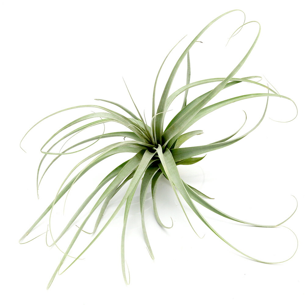 通販人気セール 観葉植物 エアープランツ ラティフォリア ティランジア 花 観葉植物 ラティフォリア 沖縄別途送料 プロリフェラ １株 沖縄別途送料 沖縄別途送料 人気ブランドの新作 観葉植物 Southernoaksfuneralservice Com