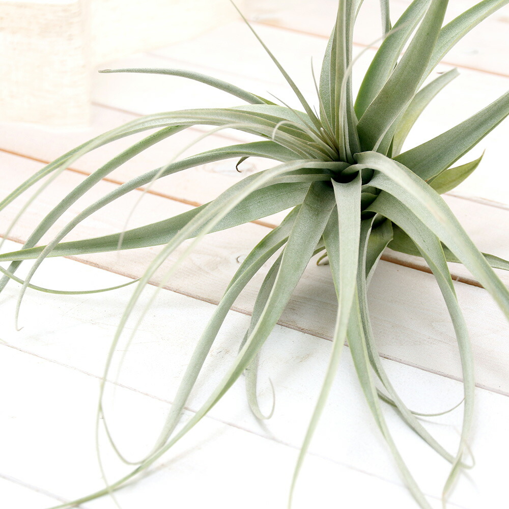 通販人気セール 観葉植物 エアープランツ ラティフォリア ティランジア 花 観葉植物 ラティフォリア 沖縄別途送料 プロリフェラ １株 沖縄別途送料 沖縄別途送料 人気ブランドの新作 観葉植物 Southernoaksfuneralservice Com