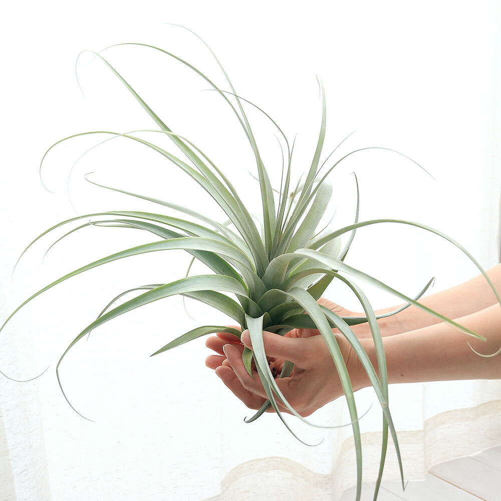 通販人気セール 観葉植物 エアープランツ ラティフォリア ティランジア 花 観葉植物 ラティフォリア 沖縄別途送料 プロリフェラ １株 沖縄別途送料 沖縄別途送料 人気ブランドの新作 観葉植物 Southernoaksfuneralservice Com