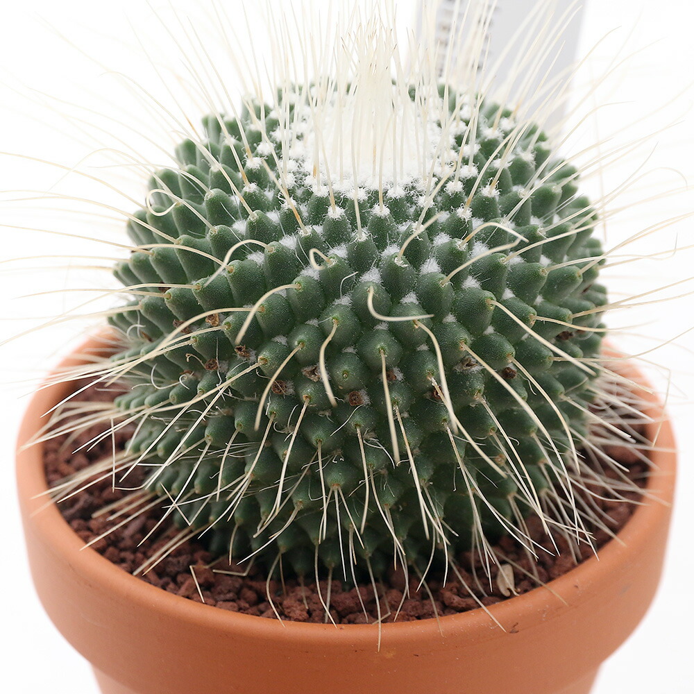 観葉草木 素焼野ざらし カクタス マミラリア ピコ サイズ 鉢 Hotjobsafrica Org