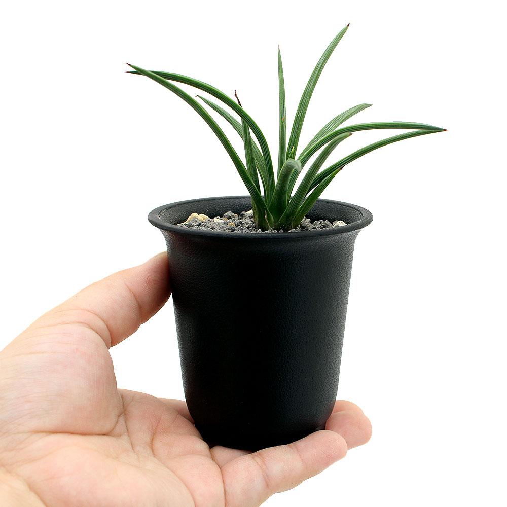 観葉植物 アガベ ストリクタ エキナス 実生苗 号 鉢 Korkmazmauritius Com