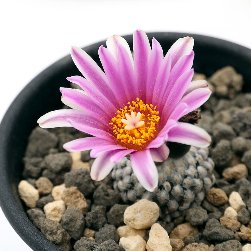 【多肉植物】マミラリア　白星【特大株】 img_cache_a_65089_5_1700626889