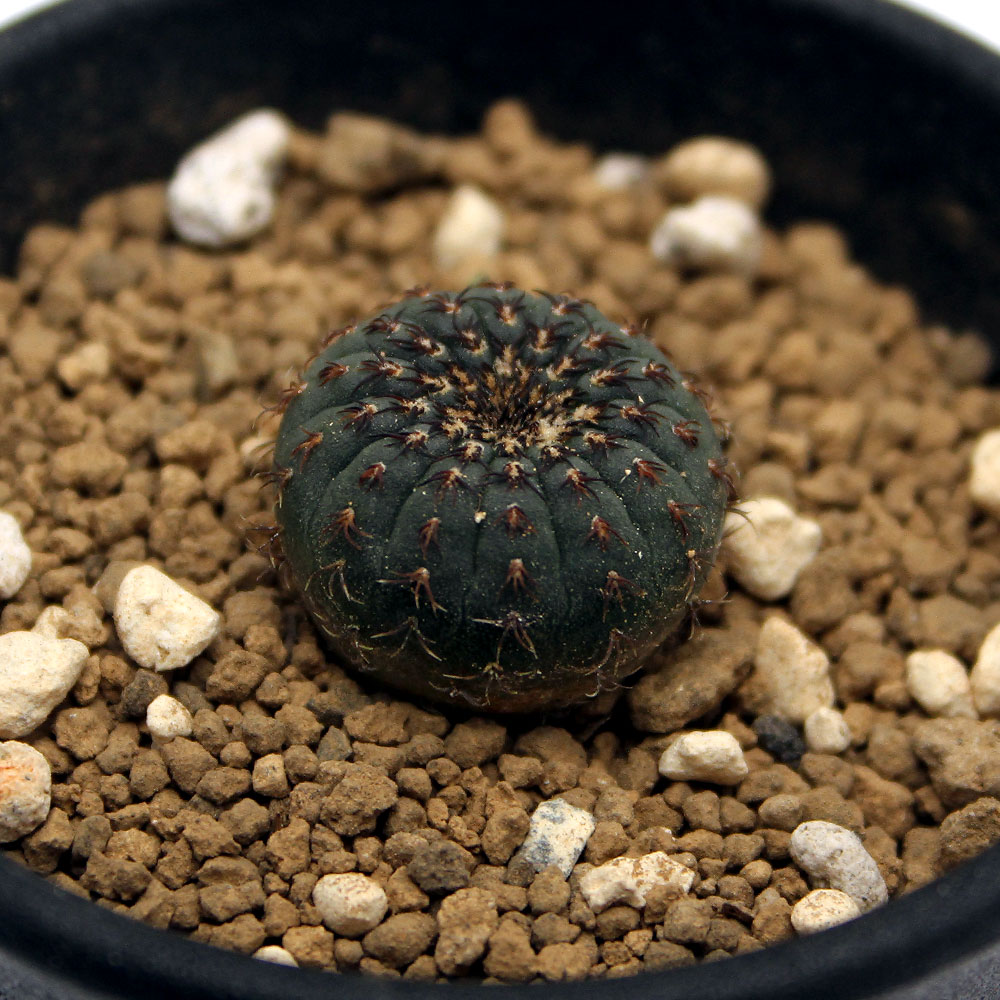 楽天市場 観葉植物 サボテン フライレア 士童 ２ ５号 １鉢 Charm 楽天市場店